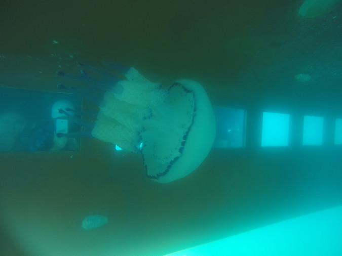 Sea Aquarium Istra Rabac