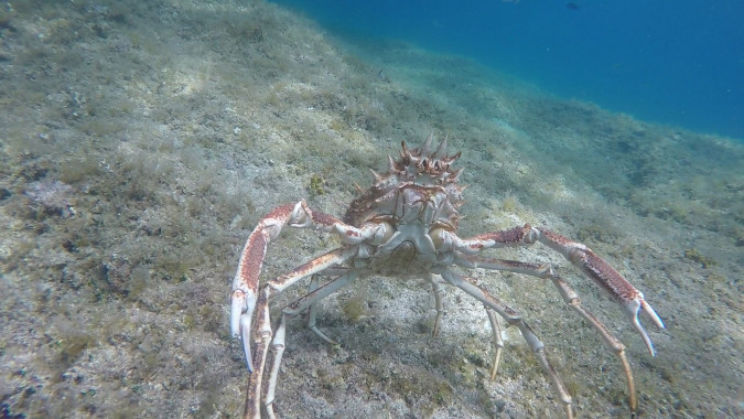 Sea Aquarium Istra Rabac