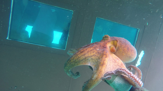 Sea Aquarium Istra Rabac