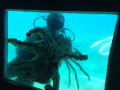 Sea Aquarium Istra Rabac